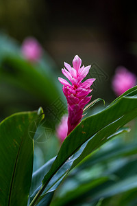 哥斯达黎加热带雨林野生芙蓉上粉红图片