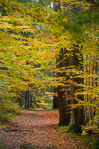 秋季隐藏的森林路径图片