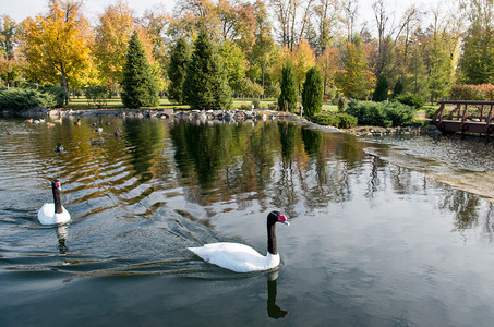 秋天在池塘里漂浮的天鹅图片