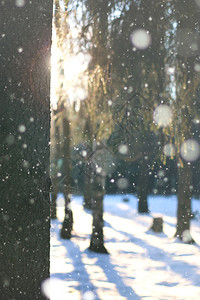 阳光明媚的冬日人行道和公图片