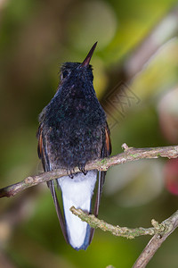 在哥斯达黎加热带雨林中一只小树枝上围着一只图片