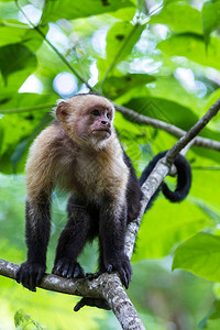 白猴子在哥斯达黎加的一棵树上放松Pur图片