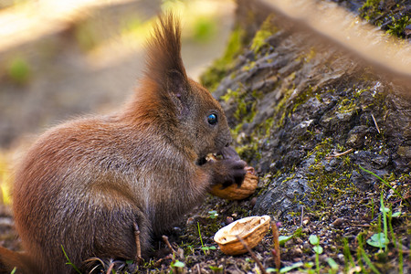 坐在秋天吃榛子的红松鼠图片