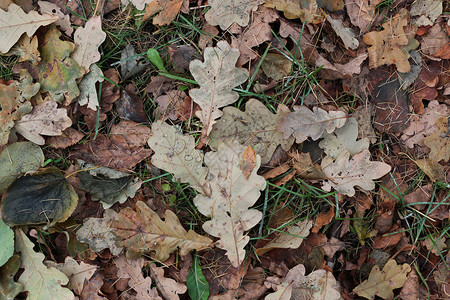 秋天公园背景中地上的黄橡树叶图片
