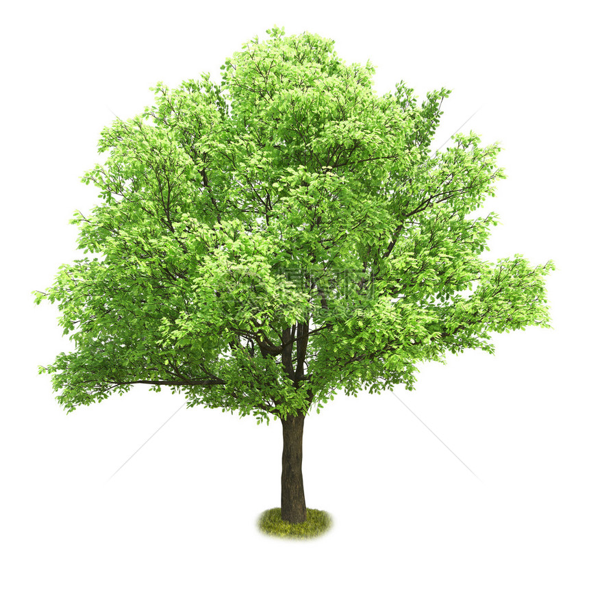 孤立在白色背景上的一棵树3D插图高品质图片
