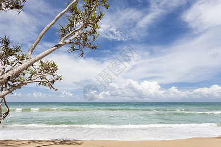 热带海滩上的热带树上夏季美图片