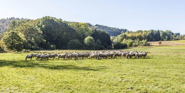 牧羊群的绵羊在用青草放牧图片