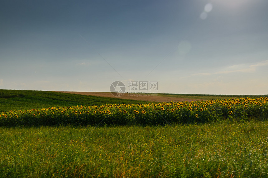 美丽的风景田野和草地图片