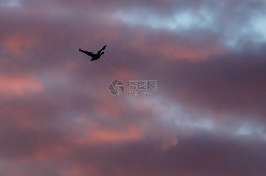 孤雁在美丽的夕阳天空中飞翔图片
