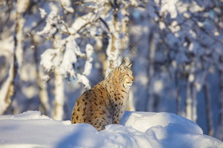 欧洲的Lynx猫坐在寒冷的冬季风景中图片