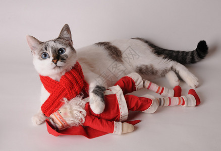 蓝眼猫穿着红围巾和圣诞老人一起穿着浅色图片