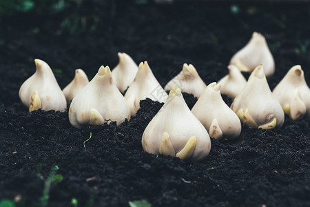 为在土壤中植种而图片