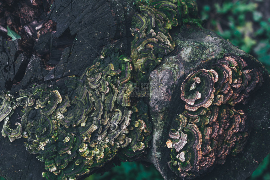 树桩上的多色聚质蘑菇顶端图片