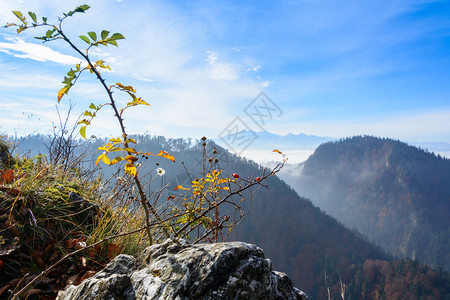 皮涅尼山Sokolica山上图片