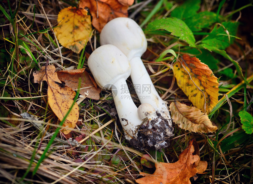 新鲜的阿加里库斯蘑菇Agaricus图片