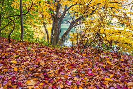沿这条小路的秋叶在Morris县新泽西的Choo图片