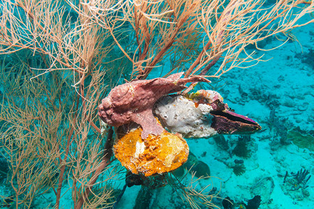 出库隐藏在马尔代夫珊瑚中的青蛙鱼Antennariuscomme背景