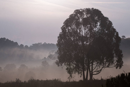 农村清晨雾的美丽景色图片