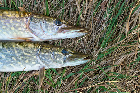 两条梭子鱼躺在草地上图片