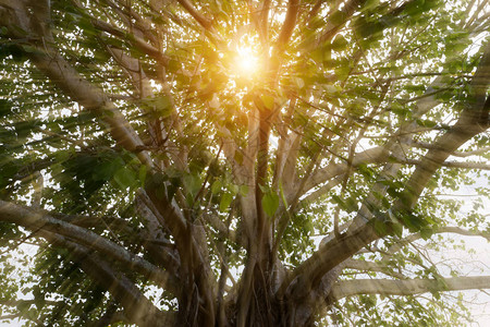 关闭与阳光的大菩提树背景图片