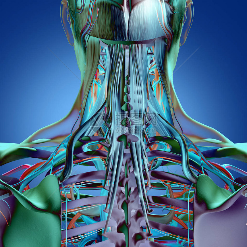 人类颈部和脊椎解剖模图片