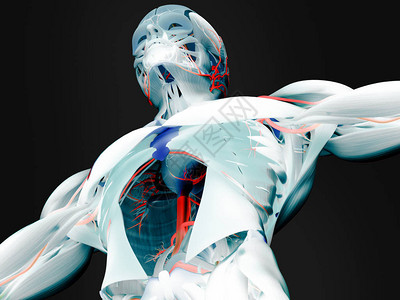 人体躯解剖模型图片