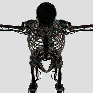 人体骨骼解剖模型3D插图图片