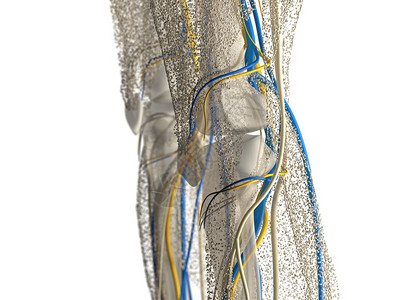 人体膝关节解剖细节3d插图图片