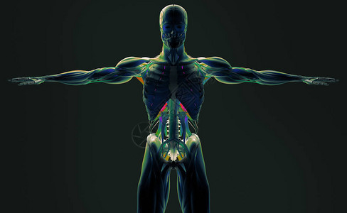 人体解剖模型3D插图图片