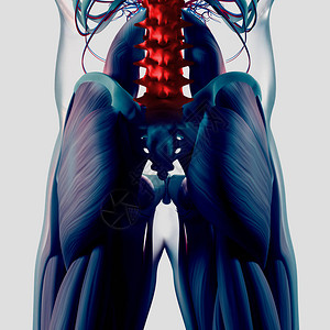人类脊椎和骨盆解剖模图片