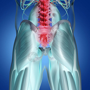 人类脊椎和骨盆解剖模图片