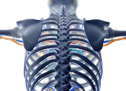 人体背部解剖模型脊柱肋骨和血管系统X射线3d插图图片
