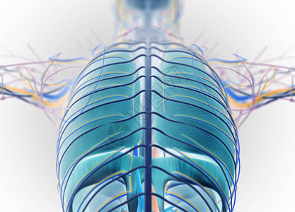 人类背部解剖模图片