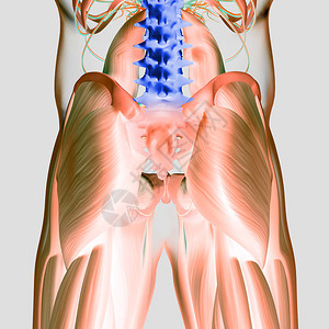 人类脊椎和骨盆解剖模图片