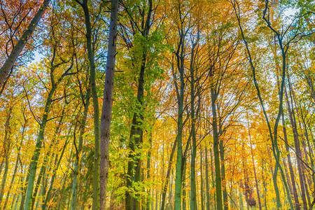 从底部可以看到美丽的秋天森林树枝不同的视角是秋图片