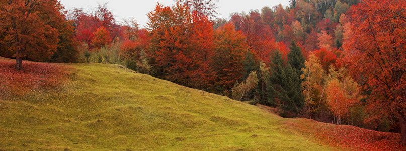 秋天美丽的风景观对草地和树木林的图片