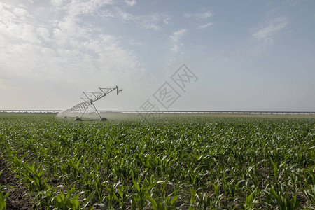 在玉米田中工作的一个中央支流系统灌溉系统的图片