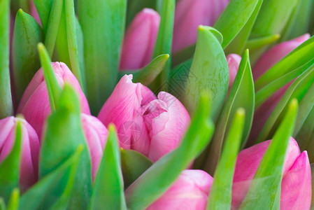绿色叶子自然的新鲜粉红色郁金香图片