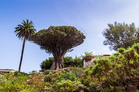加那利群岛伊科德洛斯比诺斯特内里费岛的龙树DragoMil图片