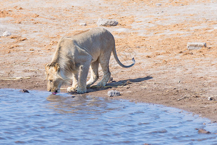 年轻的雄狮在白天从水坑里喝水图片