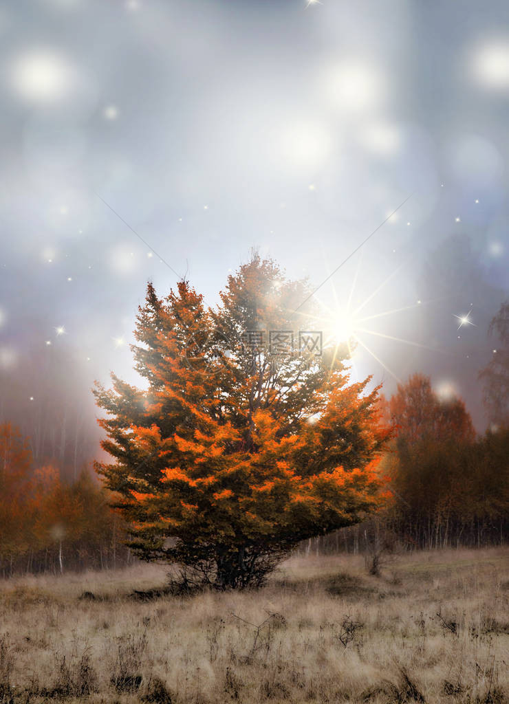 神奇的秋树灯光闪烁图片
