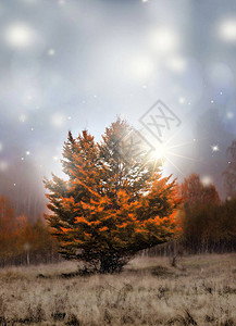 神奇的秋树灯光闪烁图片