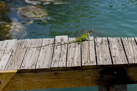 绿蜥蜴在海洋泳池上方的木制码头上阳光图片