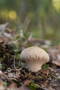 生长在森林地面的蘑菇高清图片