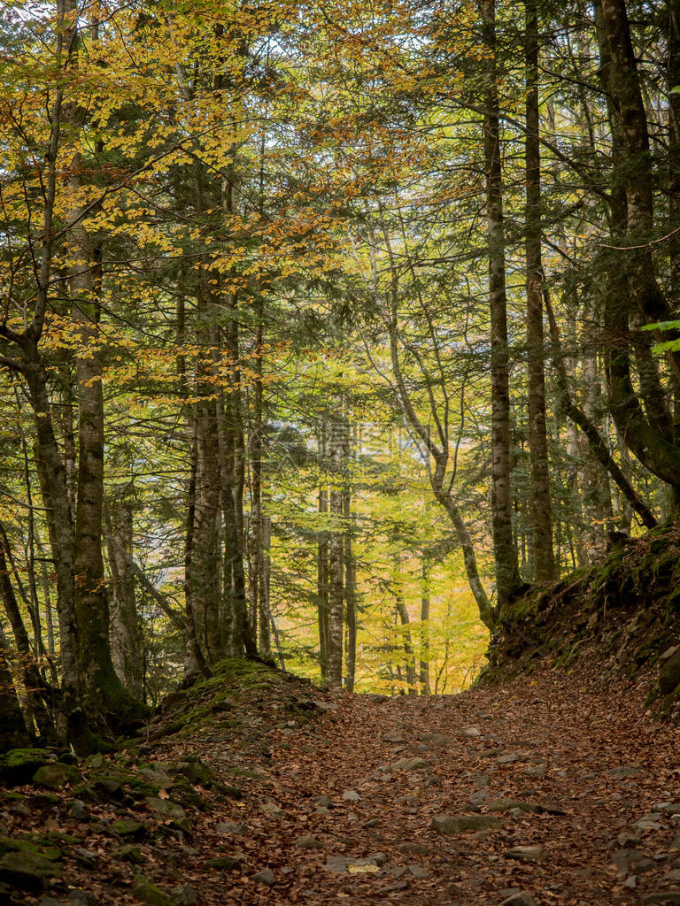 山毛榉秋季森林中的小路图片