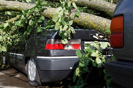 大树在飓风期间跌落到汽车上保险问题厄图片