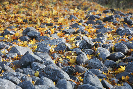秋季天黄绿片叶和灰色石块覆图片