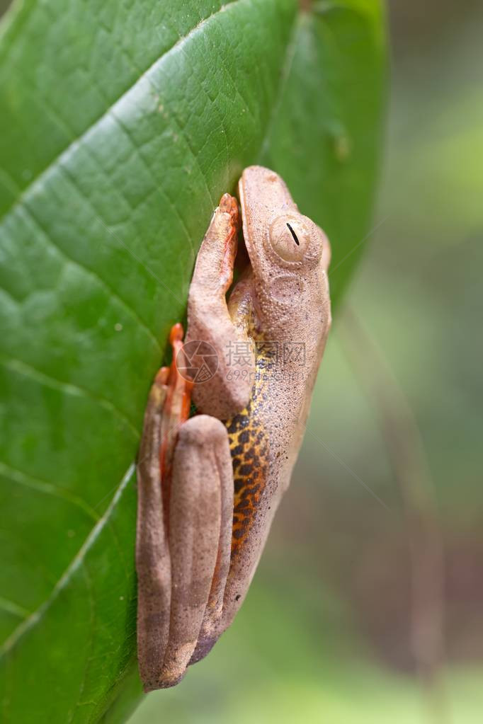 热带森林青蛙卡在马来西亚库拜婆罗洲森林的一图片