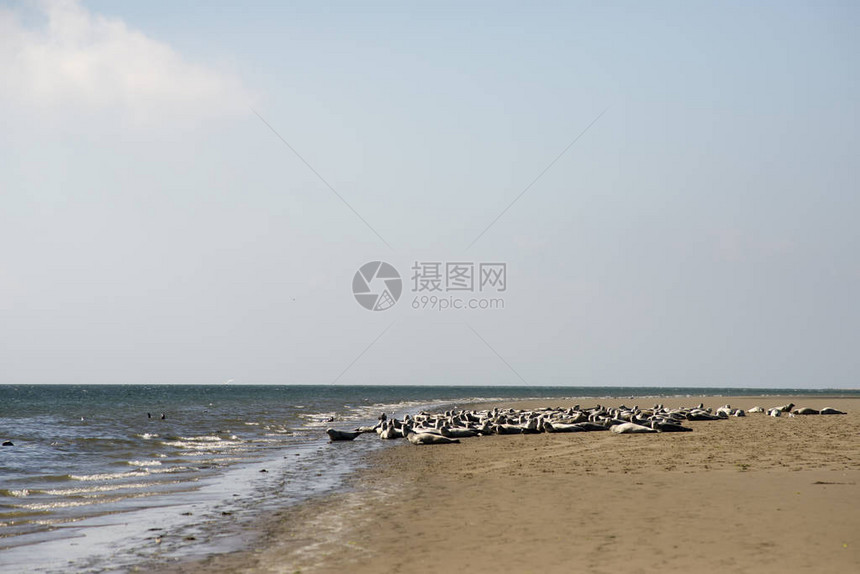 海滩上的海豹和靠近丹麦Mando的Koresand岸外Wadden海教科文组织世界遗产下的图片