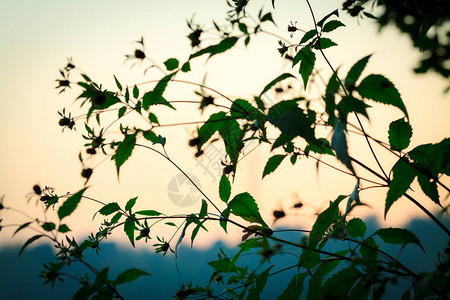 绿灌木树叶和花朵图片